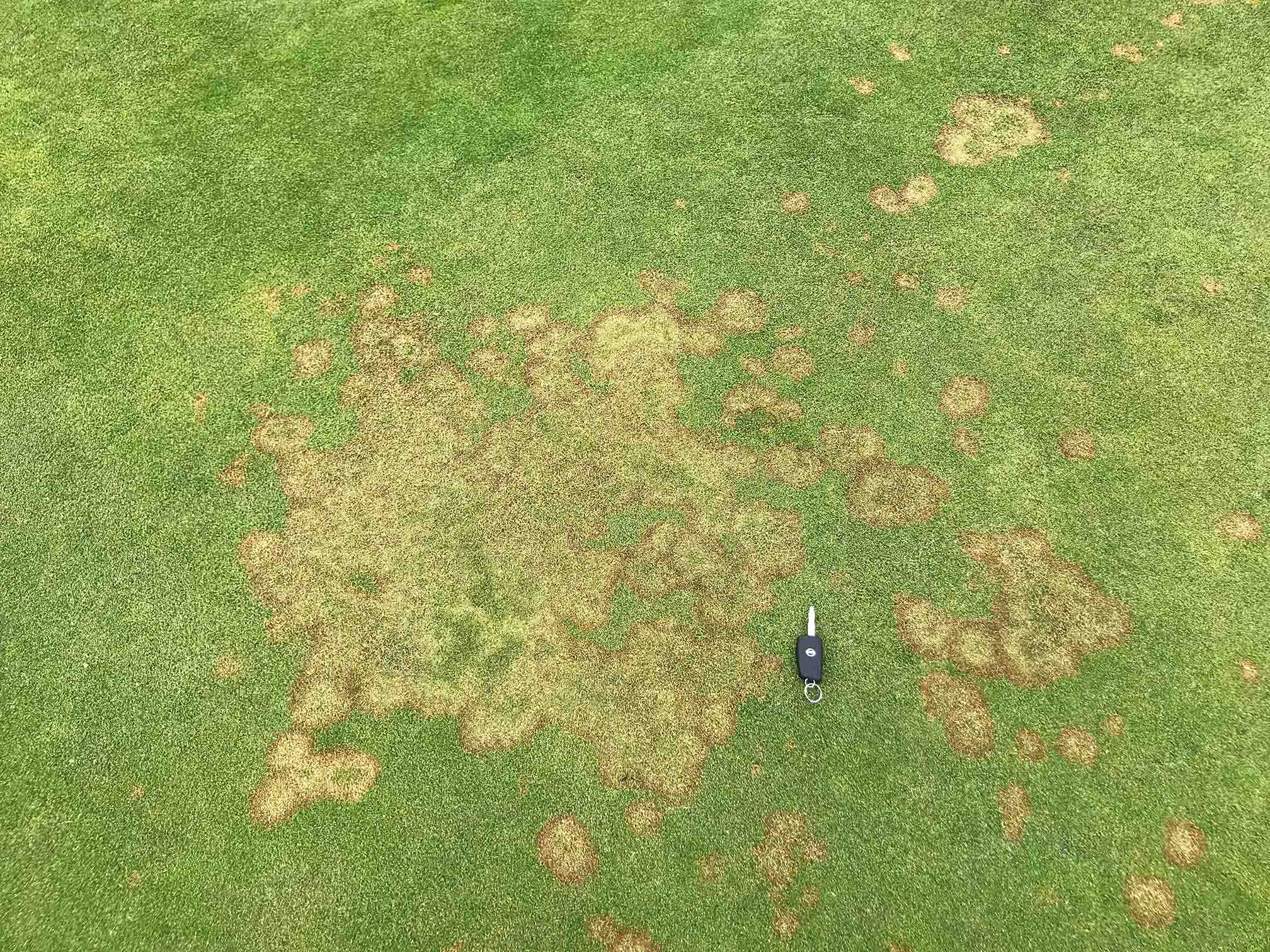 Microdochium nivale Management