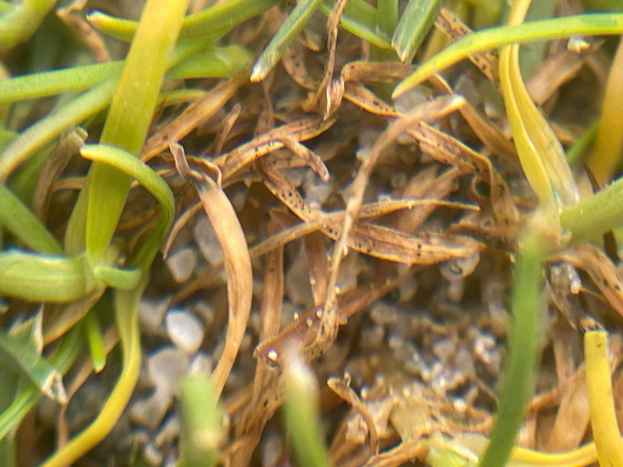 Best Management Practices to Control Anthracnose