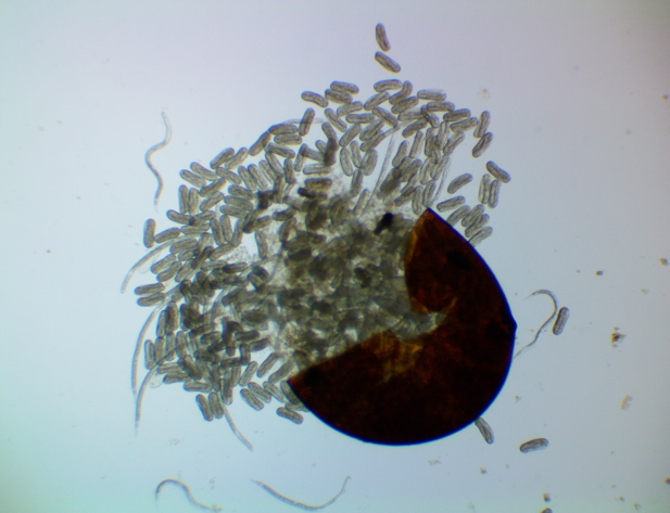 Plant Parasitic Nematode Management – The Endoparasites